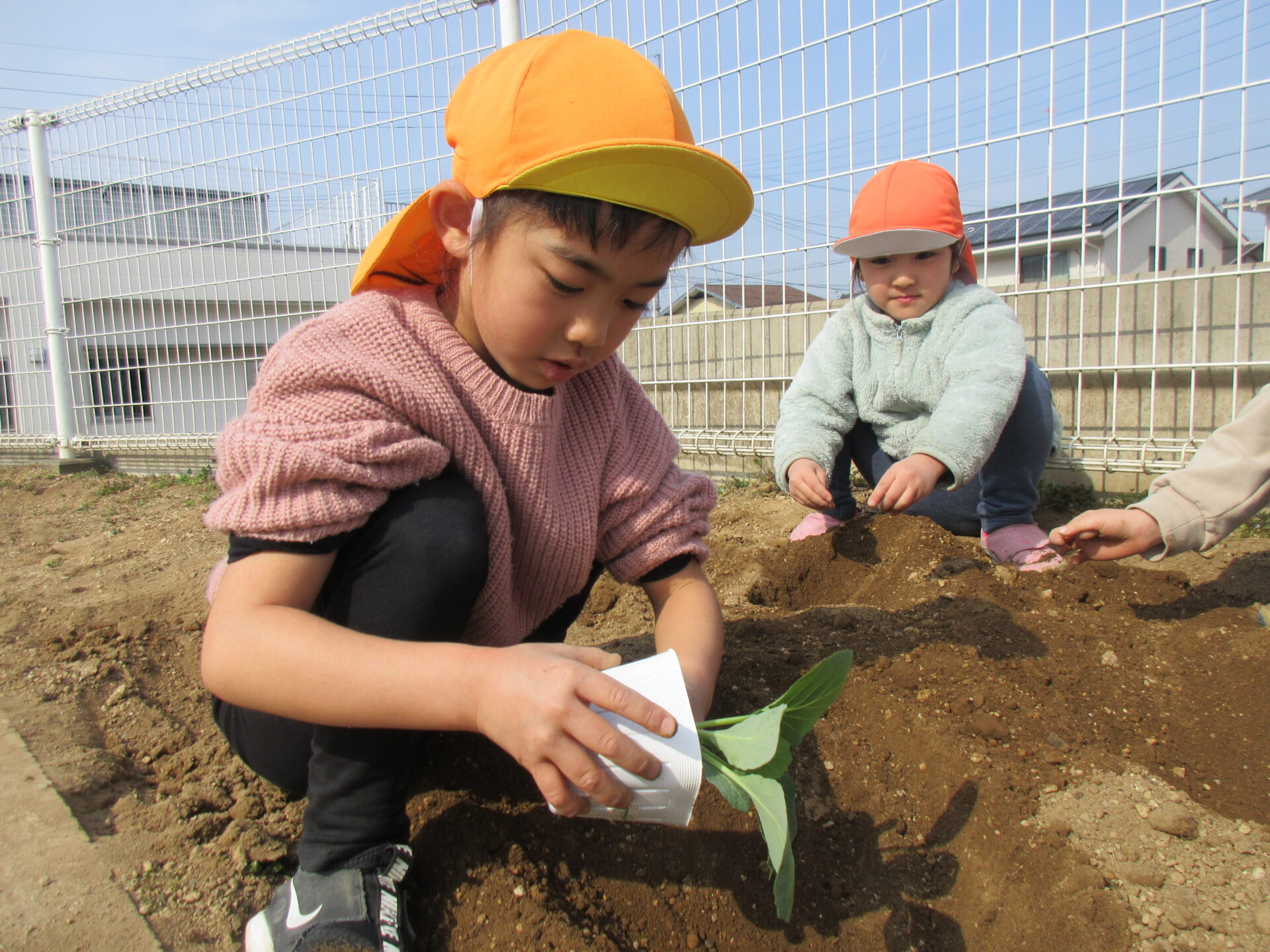 野菜の苗を植えました 清水ヶ丘こども園 熊本市北区兎谷